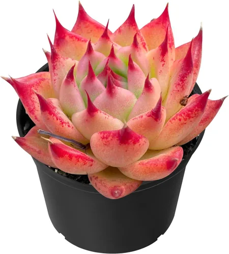 Vista 14 de Sprout N Green Echeveria 'Ball of Fat', planta suculenta viva rara totalmente enraizada en maceta de 2 pulgadas con tierra, oficina en casa