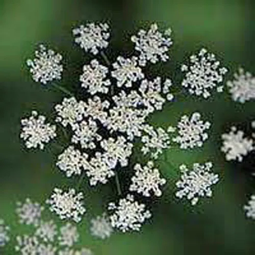 Vista 3 de Semilla de flor de obispo, 100 semillas, anual, hermosa flor!