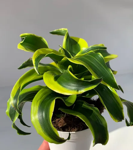 Vista 3 de Dracaena Tornado - Planta de casa viva en maceta de 4 pulgadas