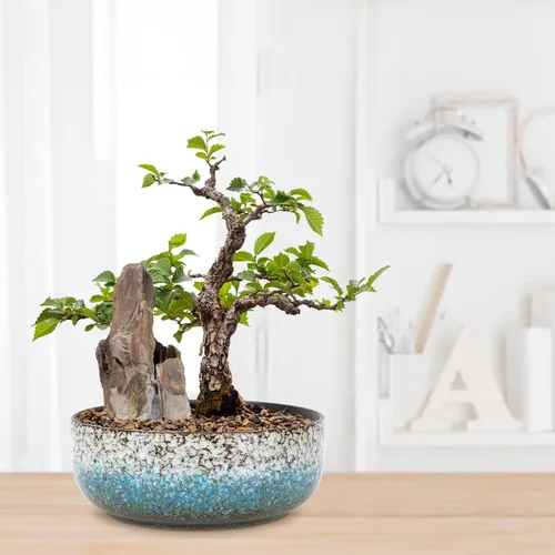 Vista 6 de kilolfy Happy Bonsai Pot - Maceta de cerámica esmaltada de 6.5 pulgadas para suculentas