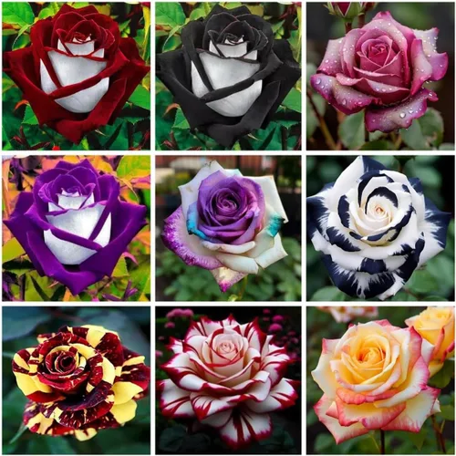 Vista 2 de Más de 100 semillas de rosas raras para plantar al aire libre: semillas de flores perennes para crear rosas coloridas para jardín de rosas
