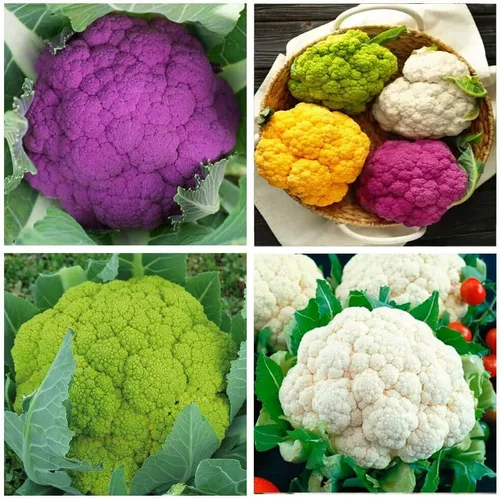 Vista 3 de Semillas de col de coliflor Mezcla de vegetales no transgénicos para plantar