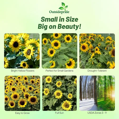 Vista 2 de Outsidepride Semillas de girasol de manchas solares enanas Helianthus Annuus de 1/4 lb para plantar