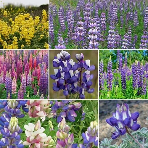 Vista 5 de Mezcla de altramuces de semillas de flores (1/2 libra) 7 especies de semillas de flores silvestres a granel sin OMG