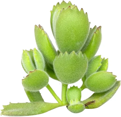 Vista 3 de Cotyledon Tomentosa - Suculenta de pata de oso Cuidado de la suculenta 2 pulgadas Cotyledon Tomentosa Pata De Oso
