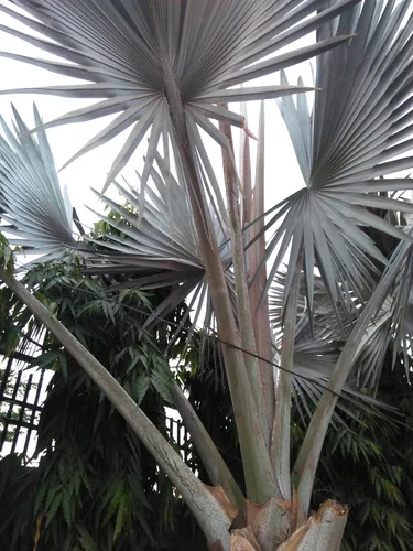 Vista 3 de 5 Silver Saw Palmetto Serenoa Repens American Dwarf Palm Tree Arbusto de fruta comestible Semillas de sol o sombra