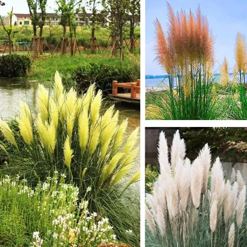 Vista 2 de 1000+ semillas mixtas de hierba de las Pampas Cortaderia Selloana para plantar, semillas de plantas ornamentales, decoración de jardín, flores altas