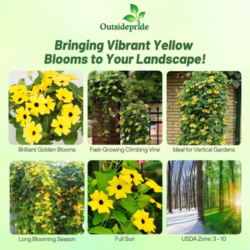 Vista 2 de Outsidepride Sunrise Yellow Thunbergia Black Eyed Susan Seeds - 100 semillas anuales de flores de vid trepadoras para plantar flores amarillas