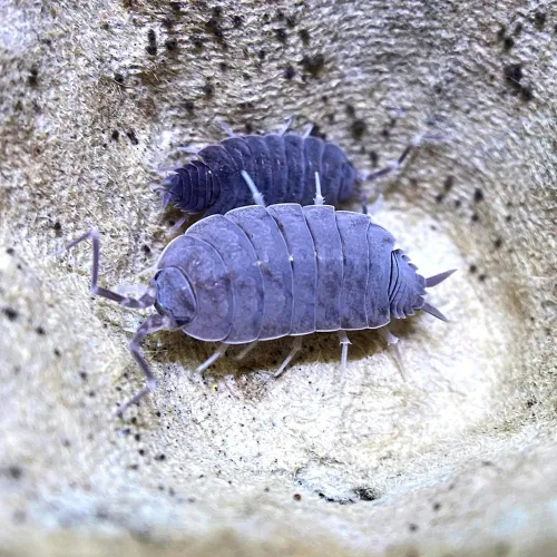 Vista 2 de XYZReptiles Insectos vivos en polvo isópodos azules para la venta Equipo de limpieza para Terrario Ropa de cama de reptiles y ropa de cama