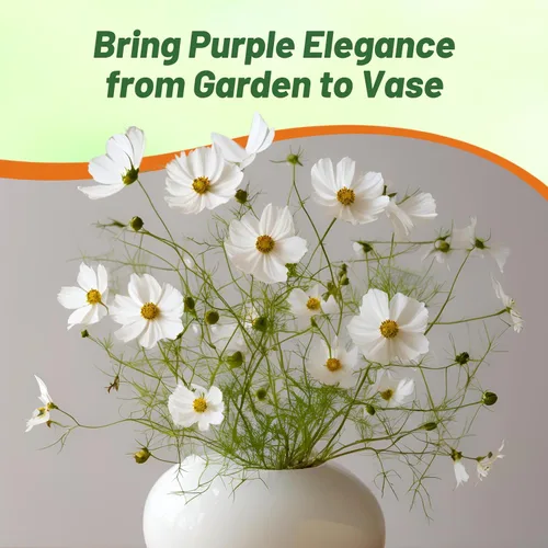 Vista 6 de Outsidepride Purity Cosmos Bipinnatus Seeds - 1000 semillas anuales, fáciles de cultivar y tolerantes a la sequía para plantar con follaje similar a