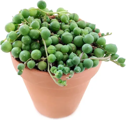Vista 2 de String of Pearls Senecio Rowleyanus (maceta de plástico de 2 pulgadas) – La mejor planta de interior para decoración de hogar y oficina