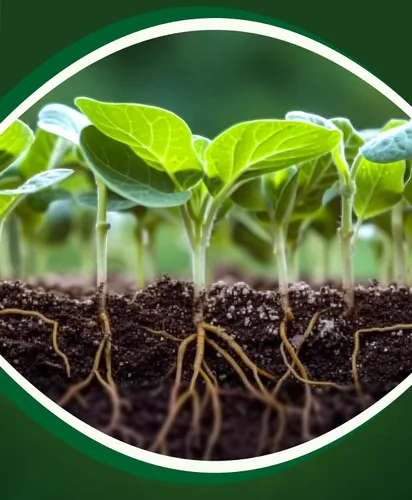 Vista 6 de FoxFarm Cultivation Nation pH UP for Plants' Nutrient Solutions - Formulado con hidróxido de potasio para ajuste - Ideal para suelos e hidroponía