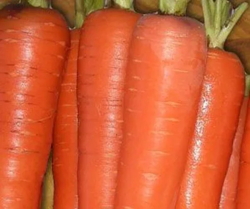 Vista 2 de Semillas de verduras de zanahoria Tendersweet Great Heirloom (1 libra de semillas)