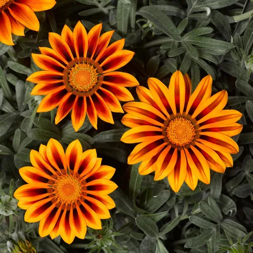 Vista 7 de Outsidepride Kiss Orange Frosty Flame Gazania Semillas para plantar – 25 piezas de semillas perennes, de bajo mantenimiento, tolerantes a la sequía