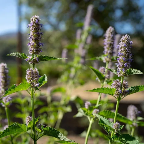 Vista 2 de Plant Good Seed Semillas de menta de regaliz coreano para plantar: hierba perenne, flores moradas - Paquete de 50 semillas Sweet Licorice-Scented
