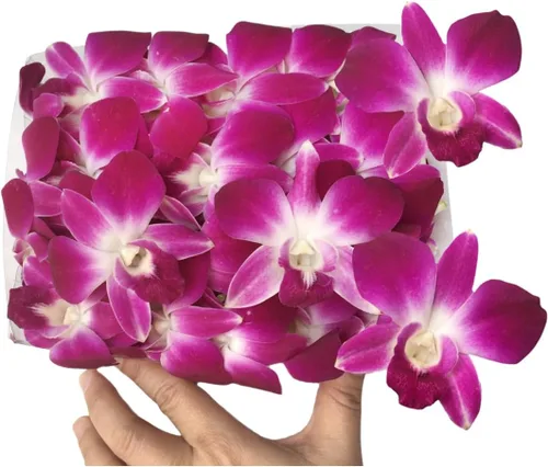 Vista 15 de Flores frescas cortadas de Miami OrchidClub USA por Sunne Tropical DIY Lei, decoración de alimentos y bebidas (50 blanco)