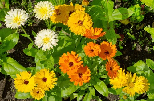 Vista 5 de 500 Colores Mezclados Fancy Mix Pot Caléndula Caléndula Officinalis Semillas De Flor