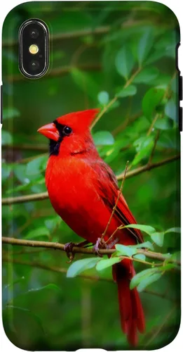 Vista 5 de Hermosa cardenal pájaro rojo escena de la naturaleza caso para iPhone 17