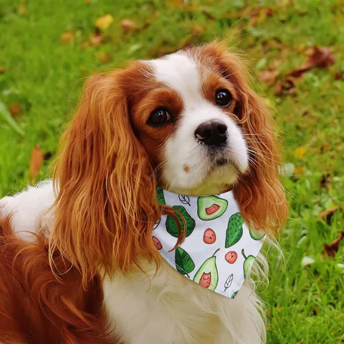 Vista 6 de Paquete de 72 bandanas para perros a granel de búfalo a cuadros para gato, bufanda de verano, bufanda triangular, baberos para baba de fruta