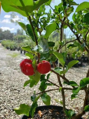 Vista 3 de Cerezo de Barbados - Planta viva en una maceta de cultivo de 4 pulgadas - Malpighia Emarginata - Árbol frutal comestible para el patio y el jardín