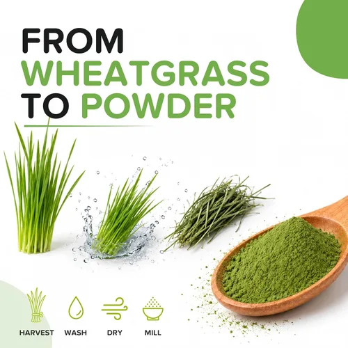 Vista 7 de b Polvo de pasto de trigo orgánico, para desintoxicación y apoyo a la inmunidad, superalimento, vegano, rico en fibras, clorofila, minerales, sin