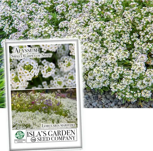 Vista 2 de Sweet Carpet of Snow Alyssum - Semillas de flores para plantar, más de 1500 semillas por paquete, semillas de jardín de Isla