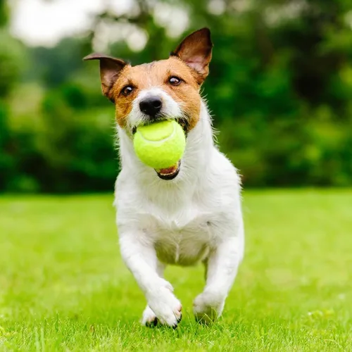 Vista 7 de Pelotas de tenis, paquete de 6 pelotas de tenis de práctica de alta elasticidad con bolsa de malla, ideal para principiantes, pelotas de ejercicio