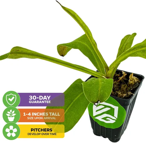 Vista 2 de Planta carnívora tropical Nepenthes Alata para jarrón, planta viva