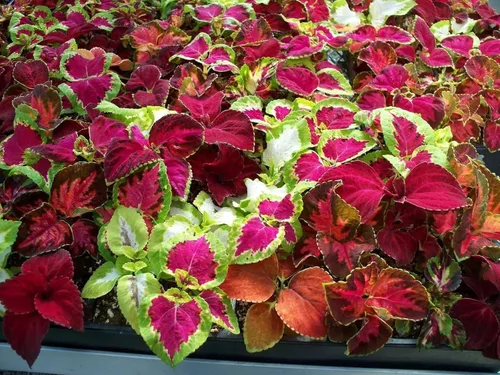 Vista 5 de Semillas Flores Coleus Variedad Mix - 100 Semillas