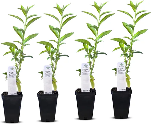 Vista 16 de Plantas de aloe coral (Aloe striata) - Suculenta viva con llamativos bordes rosados y hojas lisas y planas para jardinería en interiores