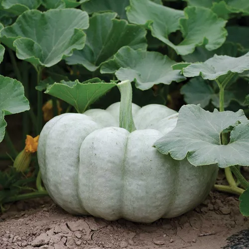 Vista 2 de Más de 10 semillas de verduras de calabaza para plantar al aire libre reliquia sin OMG