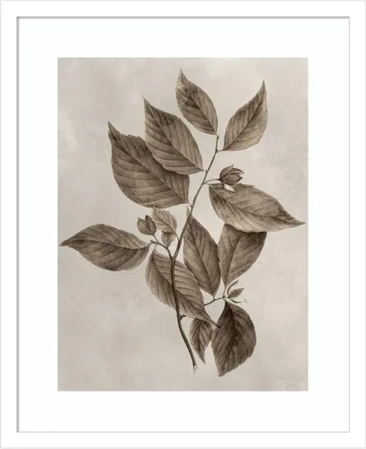 Vista 12 de Amanti Art Lienzo decorativo para pared enmarcado de 24 x 20 pulgadas, muestra de árbol III de Vision Studio, arte de pared de naturaleza