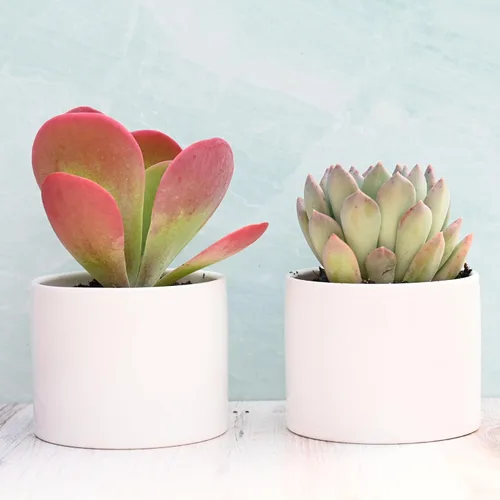 Vista 6 de Suculentas vivas en macetas - Plantas suculentas vivas en macetas (colección Echeveria)