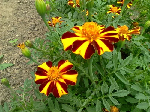 Vista 4 de Semillas Caléndulas Mr Majestic - Flores anuales para plantar - Sin OMG