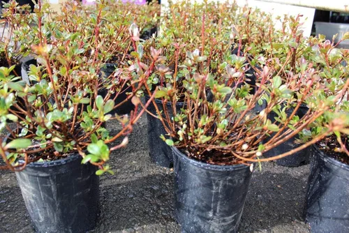 Vista 3 de Athena's Garden Hino-Crimson Azalea 1G Pot Jardín Plantas Flores, Zen Cottage