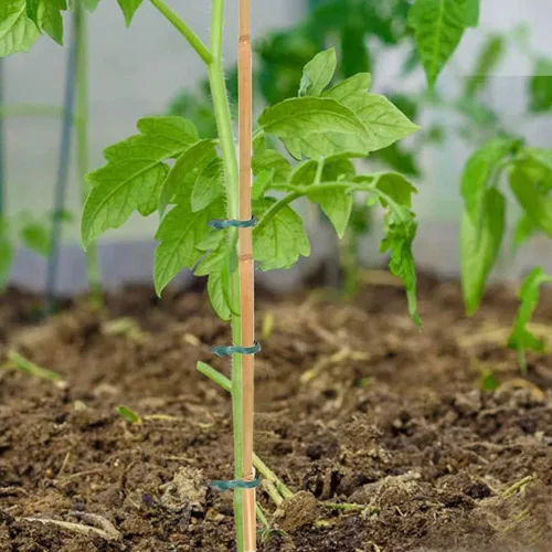Vista 4 de 20 estacas de bambú natural de 18 pulgadas para plantas de interior, palos de bambú, estacas de bambú de jardín para plantas en maceta, tomate