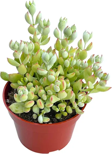 Vista 27 de Suculenta viva de 4 pulgadas "Baby Toes Fenestraria Rhopalophylla, plantas suculentas vivas completamente enraizadas, planta