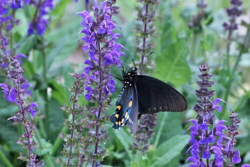 Vista 5 de Blue Bedder Sage 500 Semillas (Salvia farinacea) sin OMG, reliquia