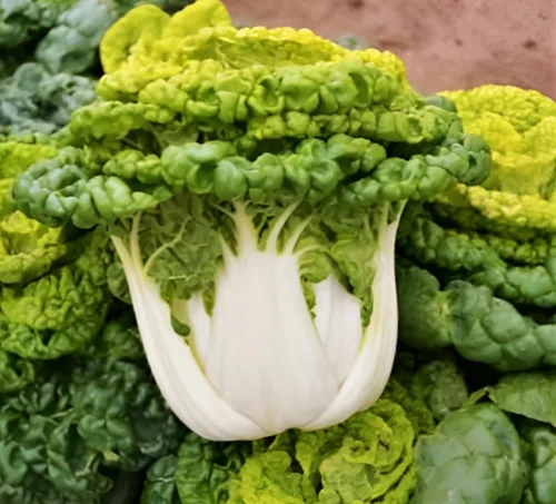 Vista 3 de TomorrowSeeds - Golden Heart Bok Choy Seeds - Más de 1000 unidades - para plantar 2026 Amarillo Verde Pok Pak Choi Col cantonesa Plantación de tallo