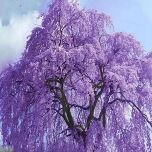 Vista 6 de 25 semillas de árbol de jacaranda azul Jacaranda púrpura Mimisifolia semillas de flor