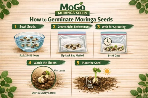Vista 2 de 100 Semillas de Moringa Aproximadamente Semillas de Moringa para Plantar Comestibles, Excelente Germinación Grado Premium PKM1 Semillas
