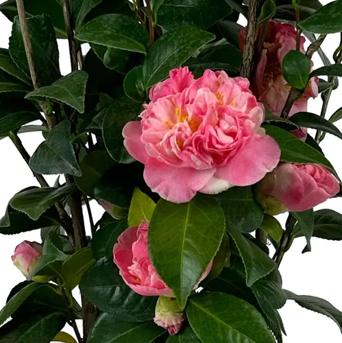 Vista 4 de Blooming & Beautiful - Mrs. Lyman Clarke Camellia - 3 galones - Arbusto de hoja perenne - Floraciones grandes rosadas semidubles - Estambres dorados