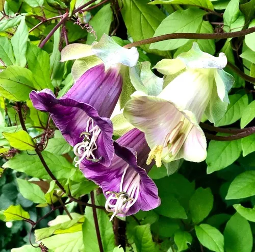 Vista 3 de Cathedral Bells Seed Mix Cobaea Scandens The Cup-and-Saucer Vine Monastery Bells 10 Semillas