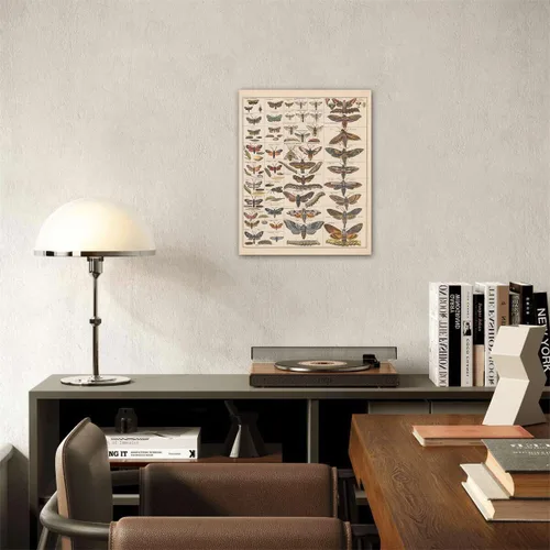 Vista 7 de Meishe Art Póster Impreso Vintage Polilla Insectos Razas Identificación Tabla de Referencia Colección de Especies Diagrama de Entomología Aula Club