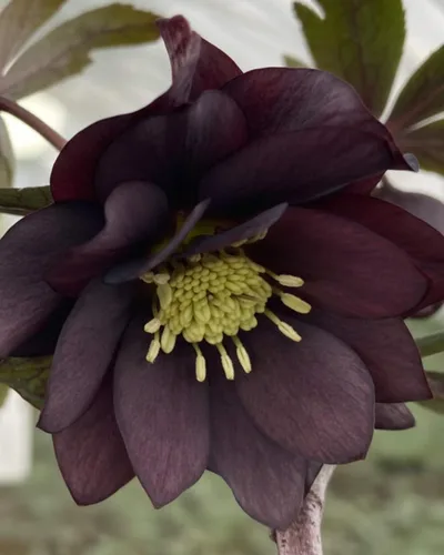 Vista 4 de Perennial Farm Marketplace Helleborus x Winter Jewels 'Onyx Odyssey' (rosa lentense) perenne, 1 cuarto de galón, flores cercanas a negras