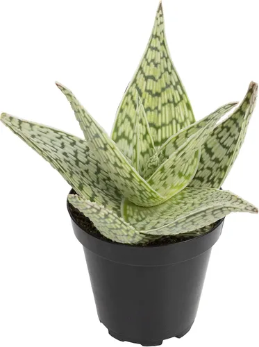 Vista 19 de Plantas suculentas de aloe vivo (paquete de 3), plantas suculentas viven en tierra para macetas, plantas suculentas en maceta, plantas vivas
