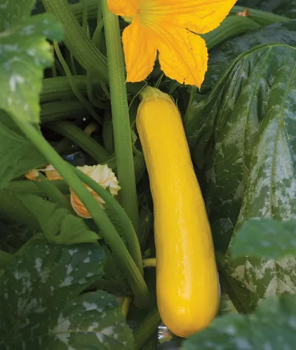Vista 6 de Burpee - Semillas de calabacín de verano, variedad “Butterstick”, 25 Semillas