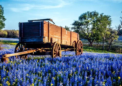 Vista 2 de Texas Bluebonnet - Semillas de flores silvestres para plantar, más de 100 semillas, flores silvestres azules vibrantes, enviadas desde Iowa, EE. UU