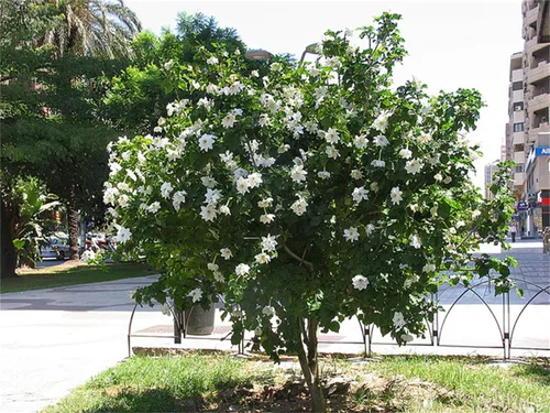 Vista 3 de Semillas de árbol de plantas raras Gardenia Thunbergia 100 semillas – Fragante plantas de árbol de hoja perenne silvestre / seto de arbustos