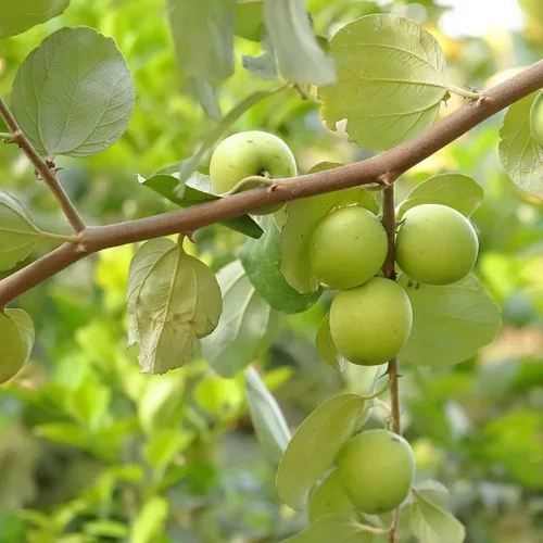 Vista 4 de CHUXAY GARDEN Ziziphus Mauritiana-Azufaifa india, ciruela india, fecha, volcadas de manzana 10 semillas de árboles frutales tropicales Jardinería